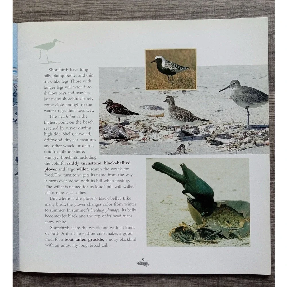 Barrier Islands Are for the Birds‎ (Children's Books)